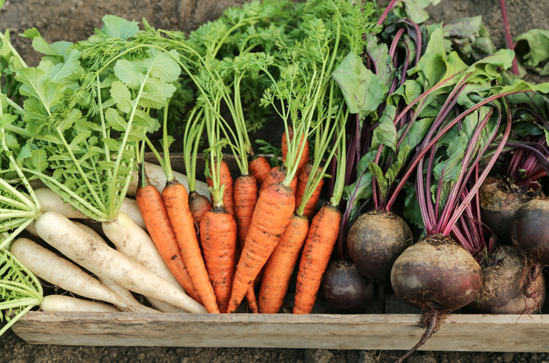 Knollen und Wurzelgemüse mit Gemüseblättern, die zum Verzehr geeignet sind