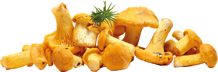 Pfifferlinge freigestellt