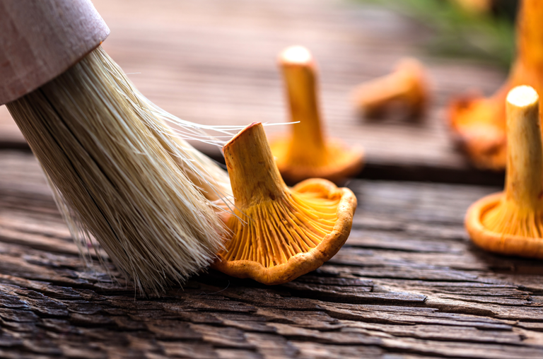 Pfifferling, der mit der Bürste geputzt wird