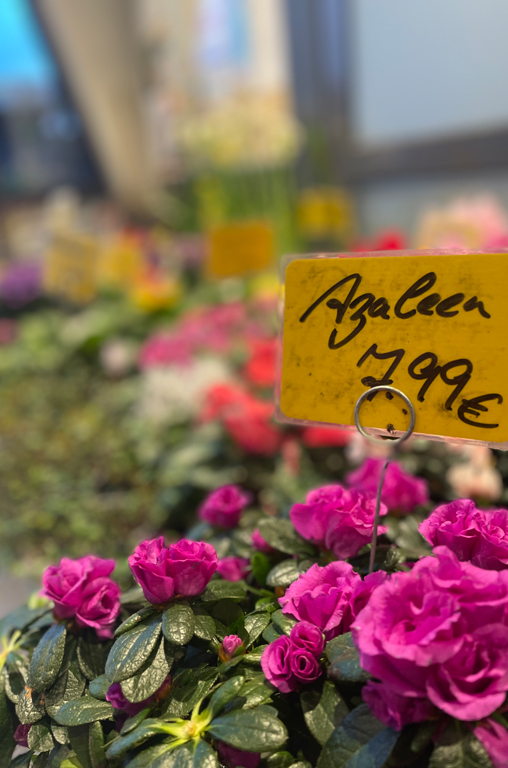 Frühlingsblumen für die Gartenzeit