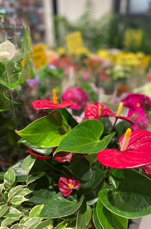 Frühlingsblumen für die Gartenzeit