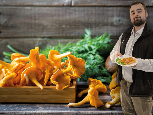 Pfifferlinge – das „Gold des Waldes“