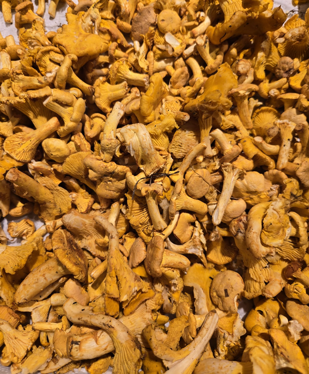 Frische Pfifferlinge bei EDEKA Nils Meyer