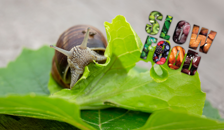 Schnecke frisst Salat - slow food
