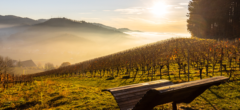 Glottertal Roter Bur, EDEKA Nils Meyer Weinemmpfehlung