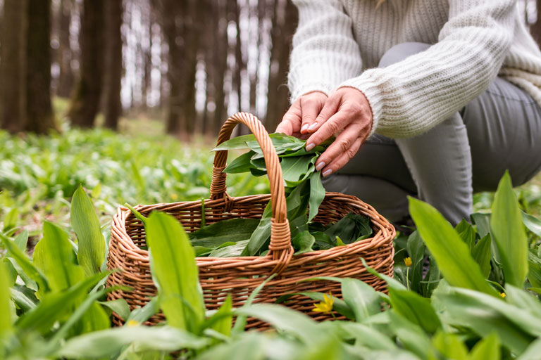 Kräuter im Frühling aus dem Wald