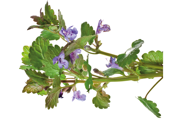 Gundermann Kräuter Frühling