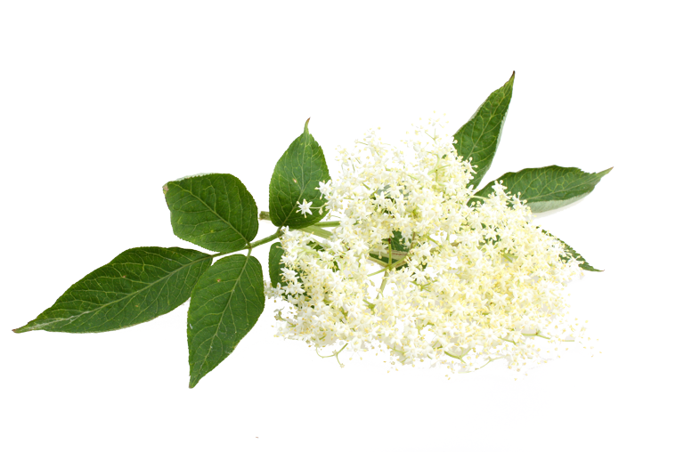 Holunderblüte Kräuter Frühling