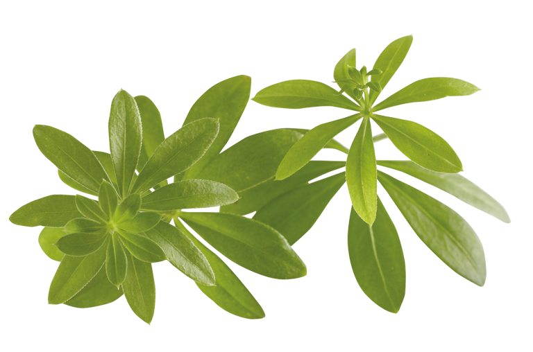 Waldmeister Kräuter Frühling