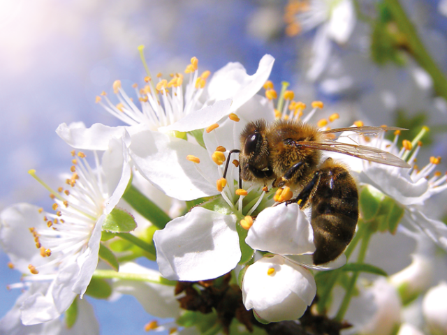 Zum Weltbienentag: Kleine Bienen, große Wirkung