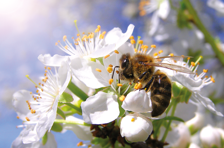 Honig Biene Blüte