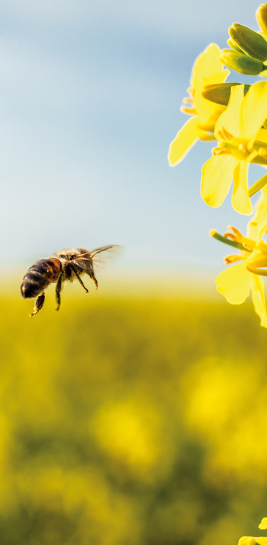 biene weltbienentag