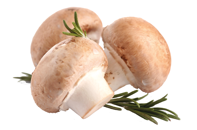 Pilze haben Umami