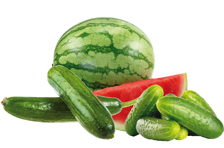 Melone und Gurke sind kühlenden Lebensmittel