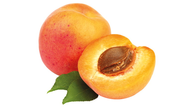 Aprikose