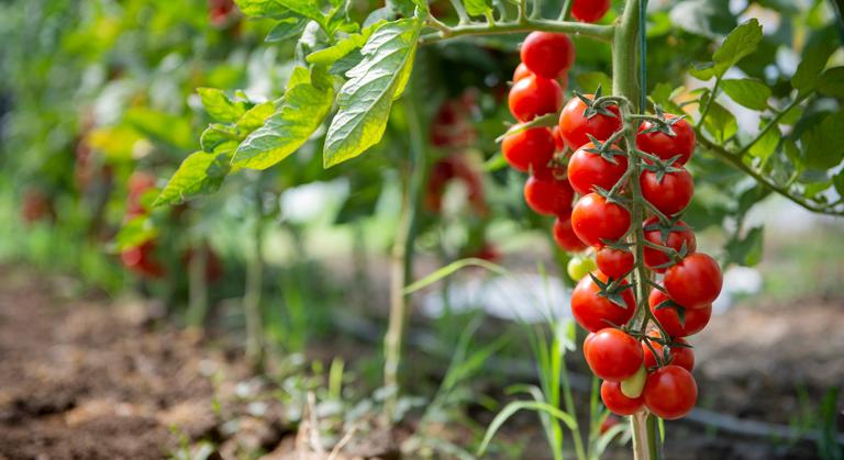 Tomaten